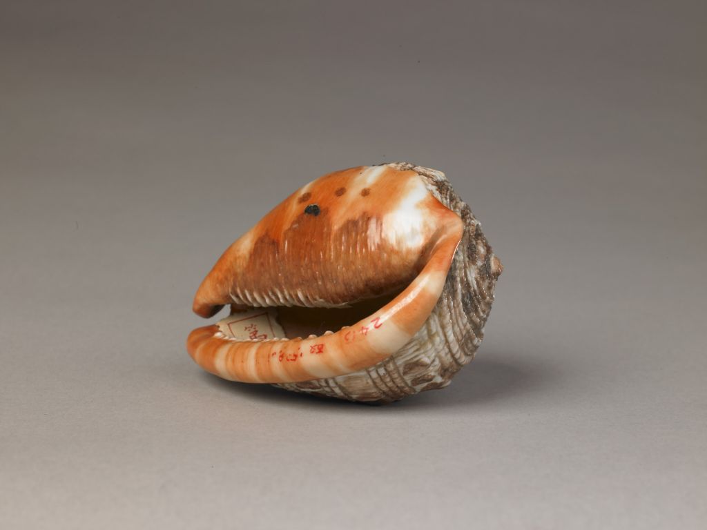 图片[1]-Xiangsheng Porcelain Conch-China Archive